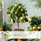 Plant in a Box - Citrus Limon XL stam - Citroenboom - Prachtige sierplant met geurige bloemen - Pot 19cm - Hoogte 100-120cm