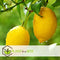 Plant in a Box - Citrus Limon XL stam - Citroenboom - Prachtige sierplant met geurige bloemen - Pot 19cm - Hoogte 100-120cm