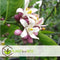 Plant in a Box - Citrus Limon XL stam - Citroenboom - Prachtige sierplant met geurige bloemen - Pot 19cm - Hoogte 100-120cm