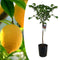 Plant in a Box - Citrus Limon XL stam - Citroenboom - Prachtige sierplant met geurige bloemen - Pot 19cm - Hoogte 100-120cm