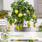 Plant in a Box - Citrus Limon XL stam - Citroenboom - Prachtige sierplant met geurige bloemen - Pot 19cm - Hoogte 100-120cm