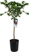 Plant in a Box - Citrus Limon XL stam - Citroenboom - Prachtige sierplant met geurige bloemen - Pot 19cm - Hoogte 100-120cm