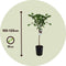 Plant in a Box - Citrus Limon XL stam - Citroenboom - Prachtige sierplant met geurige bloemen - Pot 19cm - Hoogte 100-120cm