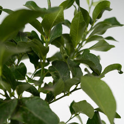 Plant in a Box - Citrus Limon XL stam - Set van 2 Citroenbomen - Prachtige sierplant met geurige bloemen - Pot 19cm - Hoogte 100-120cm