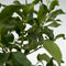 Plant in a Box - Citrus Limon XL stam - Set van 2 Citroenbomen - Prachtige sierplant met geurige bloemen - Pot 19cm - Hoogte 100-120cm
