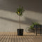 Plant in a Box - Citrus Limon XL stam - Set van 2 Citroenbomen - Prachtige sierplant met geurige bloemen - Pot 19cm - Hoogte 100-120cm