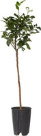 Plant in a Box - Citrus Limon XL stam - Set van 2 Citroenbomen - Prachtige sierplant met geurige bloemen - Pot 19cm - Hoogte 100-120cm