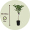 Plant in a Box - Citrus Limon XL stam - Set van 2 Citroenbomen - Prachtige sierplant met geurige bloemen - Pot 19cm - Hoogte 100-120cm