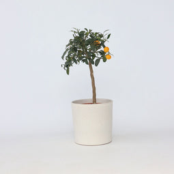 Plant in a Box - Citrus microcarpa fortunella Kumquat - Citrus Kumquat - Dwergsinasappel winterhard - Pot 19cm - Hoogte 50-60cm