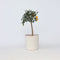 Plant in a Box - Citrus microcarpa fortunella Kumquat - Citrus Kumquat - Dwergsinasappel winterhard - Pot 19cm - Hoogte 50-60cm