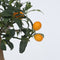 Plant in a Box - Citrus microcarpa fortunella Kumquat - Citrus Kumquat - Dwergsinasappel winterhard - Pot 19cm - Hoogte 50-60cm