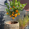 Plant in a Box - Citrus microcarpa fortunella Kumquat - Citrus Kumquat - Dwergsinasappel winterhard - Pot 19cm - Hoogte 50-60cm
