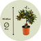 Plant in a Box - Citrus microcarpa fortunella Kumquat - Citrus Kumquat - Dwergsinasappel winterhard - Pot 19cm - Hoogte 50-60cm
