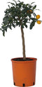 Plant in a Box - Citrus microcarpa fortunella Kumquat - Set van 2 - Citrus Kumquat - Citroenboom winterhard - Pot 19cm - Hoogte 50-60cm