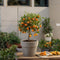 Plant in a Box - Citrus microcarpa fortunella Kumquat - Set van 2 - Citrus Kumquat - Citroenboom winterhard - Pot 19cm - Hoogte 50-60cm
