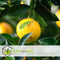 Plant in a Box - Citrus Mix - Set van 3 - Citrus fruitbomen - Citrus lime, calamondin, limon - Pot 9cm - Hoogte 25-40cm