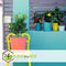 Plant in a Box - Citrus Mix - Set van 3 - Citrus fruitbomen - Citrus lime, calamondin, limon - Pot 9cm - Hoogte 25-40cm
