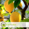 Plant in a Box - Citrus Mix - Set van 3 - Citrus fruitbomen - Citrus lime, calamondin, limon - Pot 9cm - Hoogte 25-40cm