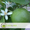 Plant in a Box - Citrus Mix - Set van 3 - Citrus fruitbomen - Citrus lime, calamondin, limon - Pot 9cm - Hoogte 25-40cm