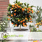 Plant in a Box - Citrus Mix - Set van 3 - Citrus fruitbomen - Citrus lime, calamondin, limon - Pot 9cm - Hoogte 25-40cm