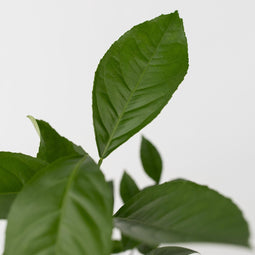 Plant in a Box - Citrus Mix - Set van 6 - Citrus fruitbomen - Citrus lime, calamondin, limon - Pot 9cm - Hoogte 25-40cm