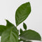 Plant in a Box - Citrus Mix - Set van 6 - Citrus fruitbomen - Citrus lime, calamondin, limon - Pot 9cm - Hoogte 25-40cm