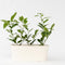 Plant in a Box - Citrus Mix - Set van 6 - Citrus fruitbomen - Citrus lime, calamondin, limon - Pot 9cm - Hoogte 25-40cm