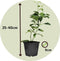 Plant in a Box - Citrus Mix - Set van 6 - Citrus fruitbomen - Citrus lime, calamondin, limon - Pot 9cm - Hoogte 25-40cm