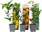 Plant in a Box - Citrus Mix - Set van 6 - Citrus fruitbomen - Citrus lime, calamondin, limon - Pot 9cm - Hoogte 25-40cm