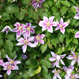 Plant in a Box - Clematis 'Hagley Hybrid' - Set van 3 - Klimplant met heldere roze bloemen - Makkelijk te verzorgen winterharde tuinplant - Pot 9cm - Hoogte 25-40cm