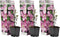 Plant in a Box - Clematis 'Hagley Hybrid' - Set van 3 - Klimplant met heldere roze bloemen - Makkelijk te verzorgen winterharde tuinplant - Pot 9cm - Hoogte 25-40cm