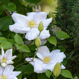 Plant in a Box - Clematis hybrid 'Mme Le Coultre' - Set van 3 - Klimplant met heldere witte bloemen - Makkelijk te verzorgen winterharde tuinplant - Pot 9cm - Hoogte 25-40cm