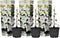 Plant in a Box - Clematis hybrid 'Mme Le Coultre' - Set van 3 - Klimplant met heldere witte bloemen - Makkelijk te verzorgen winterharde tuinplant - Pot 9cm - Hoogte 25-40cm
