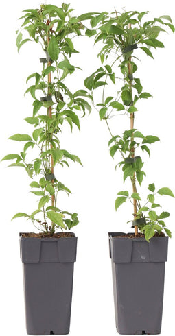 Plant in a Box - Clematis montana 'Grandiflora' - set van 2 - Bosrank - ⌀50cm - Hoogte 60-70cm