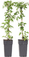 Plant in a Box - Clematis montana 'Grandiflora' - set van 2 - Bosrank - ⌀50cm - Hoogte 60-70cm
