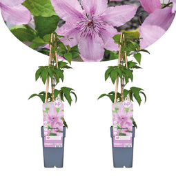 Plant in a Box - Clematis patens - Set van 2 Clematis Hagley Hybrid - Winterharde klimplanten - Pot 15cm - Hoogte 60-70cm