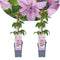 Plant in a Box - Clematis patens - Set van 2 Clematis Hagley Hybrid - Winterharde klimplanten - Pot 15cm - Hoogte 60-70cm