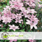 Plant in a Box - Clematis patens - Set van 2 Clematis Hagley Hybrid - Winterharde klimplanten - Pot 15cm - Hoogte 60-70cm