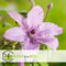 Plant in a Box - Clematis patens - Set van 2 Clematis Hagley Hybrid - Winterharde klimplanten - Pot 15cm - Hoogte 60-70cm