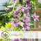 Plant in a Box - Clematis patens - Set van 2 Clematis Hagley Hybrid - Winterharde klimplanten - Pot 15cm - Hoogte 60-70cm