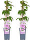 Plant in a Box - Clematis patens - Set van 2 Clematis Hagley Hybrid - Winterharde klimplanten - Pot 15cm - Hoogte 60-70cm