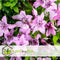 Plant in a Box - Clematis patens - Set van 2 Clematis Hagley Hybrid - Winterharde klimplanten - Pot 15cm - Hoogte 60-70cm