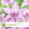 Plant in a Box - Clematis patens - Set van 2 Clematis Hagley Hybrid - Winterharde klimplanten - Pot 15cm - Hoogte 60-70cm