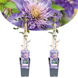 Plant in a Box - Clematis patens - Set van 2 Clematis Multi Blue - Winterharde klimplanten - Pot 15cm - Hoogte 60-70cm