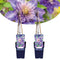 Plant in a Box - Clematis patens - Set van 2 Clematis Multi Blue - Winterharde klimplanten - Pot 15cm - Hoogte 60-70cm