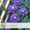 Plant in a Box - Clematis patens - Set van 2 Clematis Multi Blue - Winterharde klimplanten - Pot 15cm - Hoogte 60-70cm