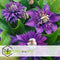 Plant in a Box - Clematis patens - Set van 2 Clematis Multi Blue - Winterharde klimplanten - Pot 15cm - Hoogte 60-70cm