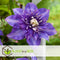 Plant in a Box - Clematis patens - Set van 2 Clematis Multi Blue - Winterharde klimplanten - Pot 15cm - Hoogte 60-70cm