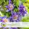 Plant in a Box - Clematis patens - Set van 2 Clematis Multi Blue - Winterharde klimplanten - Pot 15cm - Hoogte 60-70cm