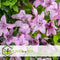 Plant in a Box - Clematis patens - Set van 4 Clematis Hagley Hybrid - Winterharde klimplanten - Pot 15cm - Hoogte 60-70cm